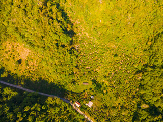 FOTO AEREA DE PLANTACION DE CACAO EN UN BOSQUE PRIMARIO, TINGO MARIA PERU 
