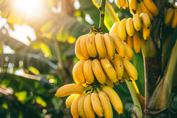 Naklejka premium Bananas On The Tree, fruit