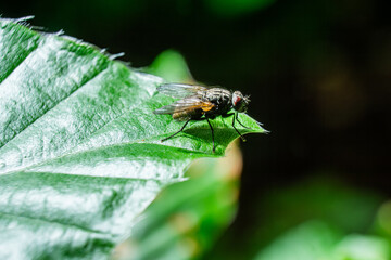 Fly Resting on Green Leaf