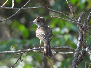 Brown-crested Flycatcher -
Myiarchus tyrannulus