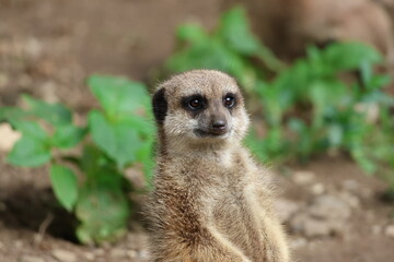 Fototapeta premium a very cute little meerkat sitting on the ground