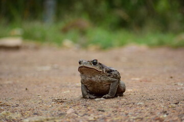 wild frog