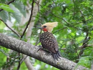 Blond-crested Woodpecker
Pica-Pau-de-Cabeça-Amarela Celeus flavescens