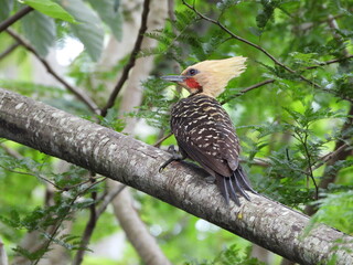 Blond-crested Woodpecker
Pica-Pau-de-Cabeça-Amarela Celeus flavescens