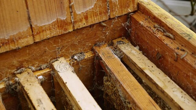 Wax Worms and Moth. Lesser wax moth Achroia grisella. Waxworm a beekeeping pest. Damage caused by wax moths
