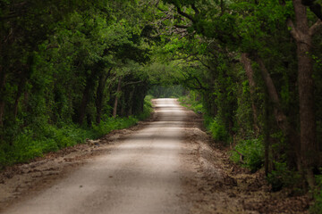 Fototapeta premium there is a dirt road surrounded by trees and brushy grass