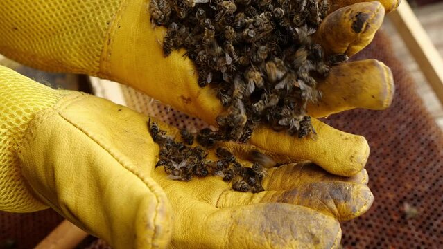 Colony Collapse Disorder. Beekeeper holding a dead bees. Pesticides, the varroa mite, disease, 5G