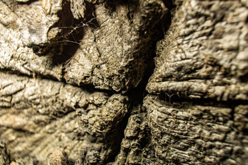 Detailed Close-Up of Tree Bark