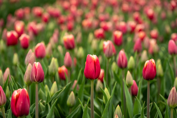 Early season in the tulip fields, red flowers with white edges starting to bloom
