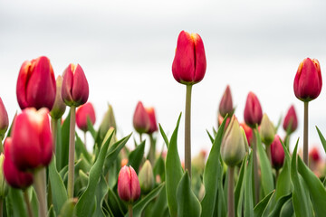 Early season in the tulip fields, red flowers with white edges starting to bloom, stormy day with gray clouds
