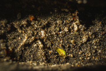 Close Up of Dirt Surface With Small Rocks