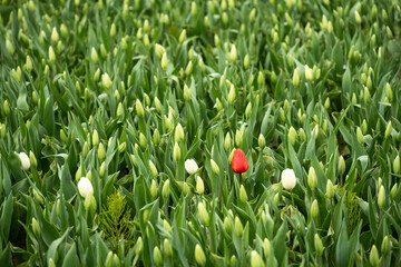 Early season in the tulip fields, white flowers starting to bloom, with one red oddball tulip standing out as special, Skagit County, WA
