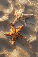A beautiful beach with starfish viewed from above. 