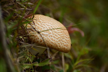 mushroom in the grass