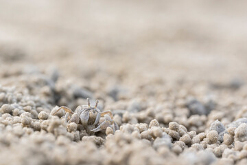 Ghost crab (Ocypode quadrata) on the sand beach in perfect macro details.