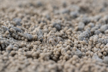 Ghost crab (Ocypode quadrata) on the sand beach in perfect macro details.