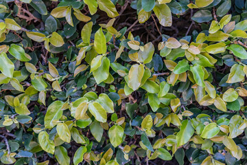 Ficus pumila, commonly known as the creeping fig or climbing fig, is a species of flowering plant in the mulberry family, Diamond Head Rd, Honolulu Oahu Hawaii plant