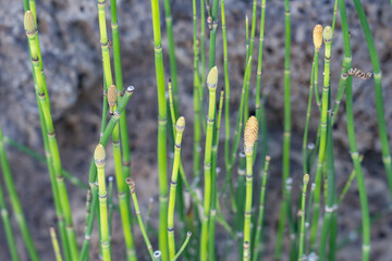 Equisetum hyemale, rough horsetail, scouring rush, scouringrush horsetail and, snake grass, family Equisetaceae. Diamond Head Rd, Honolulu Oahu Hawaii plant