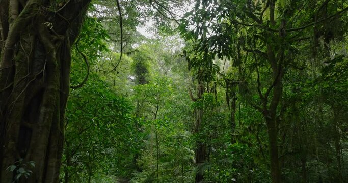 Drone view of Bali. Tropical forest interior. Nature background of a rainforest