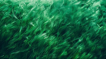 Obraz premium An Abstract Image Of Green Wheat Field.