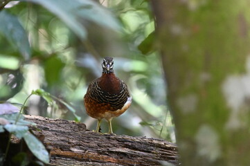 Sabah Partridge