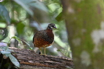 Sabah Partridge