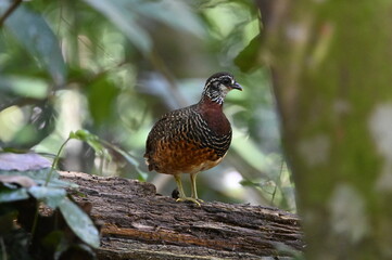 Sabah Partridge