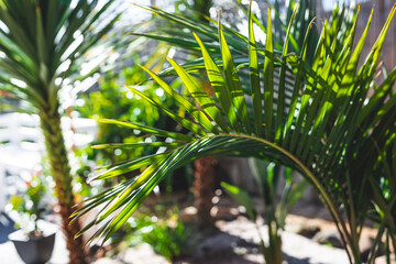 bangalow palm frond outdoor in tropical backyard with strong sunlight, at shallow depth of field