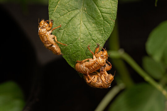 periodical cicada shells
