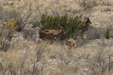 Barbary sheep herd in the wild
