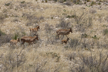 Naklejka premium Barbary sheep herd in the wild 