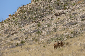 Barbary sheep herd in the wild
