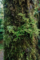 native rainforest on the walking track of the Roaring Billy Falls. Haast, West Coast, New Zealand.