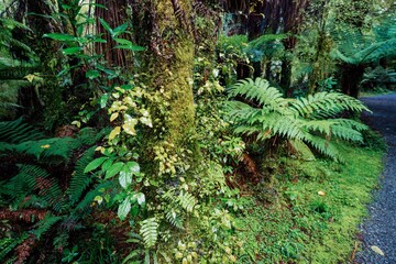 native rainforest on the walking track of the Roaring Billy Falls. Haast, West Coast, New Zealand.