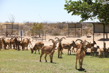 Barbary sheep herd 