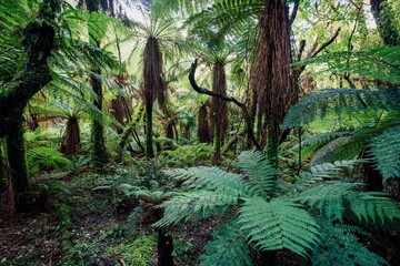 native rainforest on the walking track of the Roaring Billy Falls. Haast, West Coast, New Zealand.
