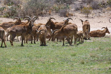 Obraz premium Barbary sheep herd in the wild 