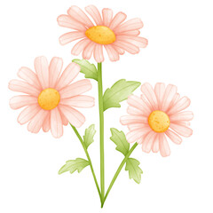 pink and white daisy flowers