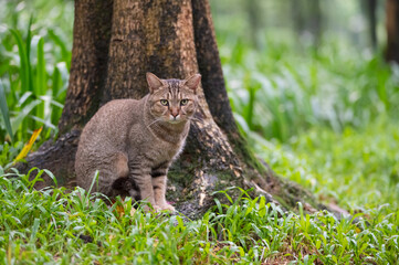 The Tabby in the park