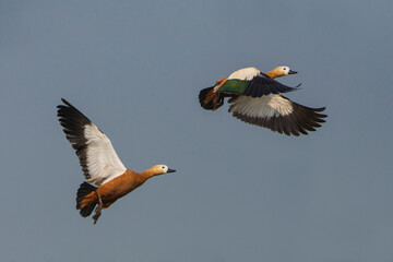 Ruddy Shelduck flying in the sky