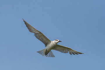 Whiskered Tern flying in the sky