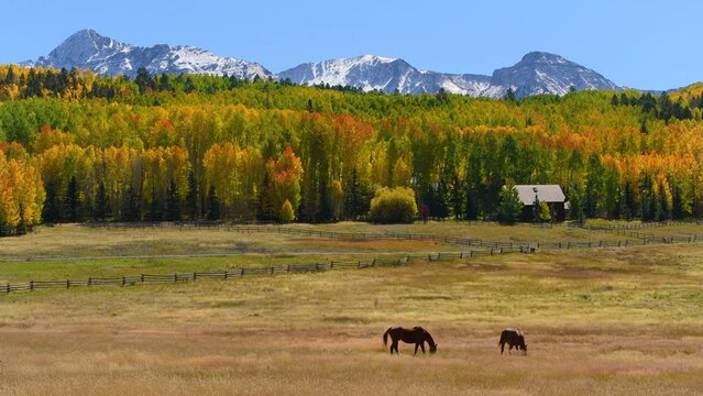 Autumn Mountain Meadow - Two mountain horses grazing freely on a vast meadow at base of Wilson Peak of San Juan Mountains on a sunny and colorful Autumn day. Telluride, Colorado, USA.