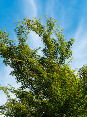 青紅葉と青空