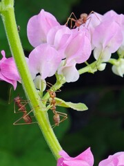 Mexican creeper, weaver ants