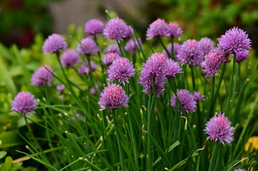 Beautiful pink glowers in the garden in spring