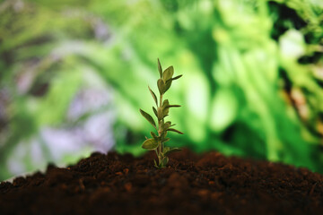 Little Tree On The Ground Againts Nature Background. Plant Little Tree. World Environment Day