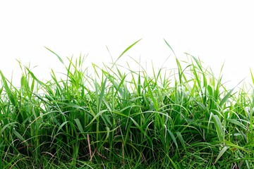 Green grass isolated on white background.