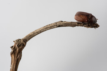 Large tropical beetle resting on tree branch after feeding