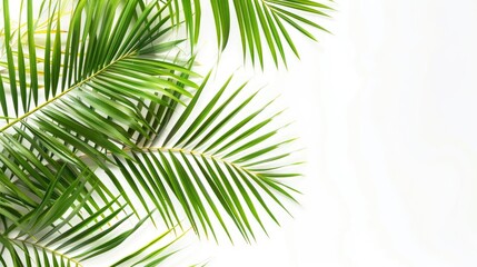 Palm branches on a white background. Suitable for board, postcards,Border settings, copy space. - Generative Ai