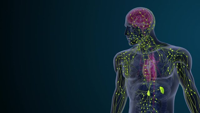 Lymphatic system of the human body